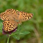 Reminiszenzen an einen schönen Sommer III: Kaisermantelweibchen (Argynnis paphia) . . .