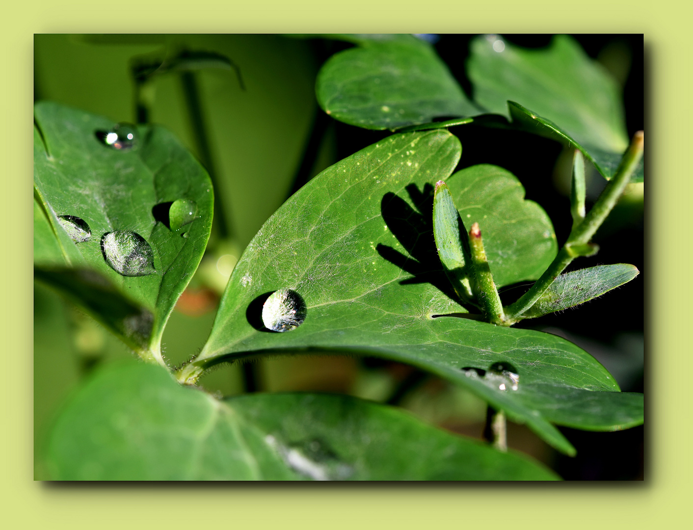 Reminiszenzen eines Regengusses am Pfingstsonntag..