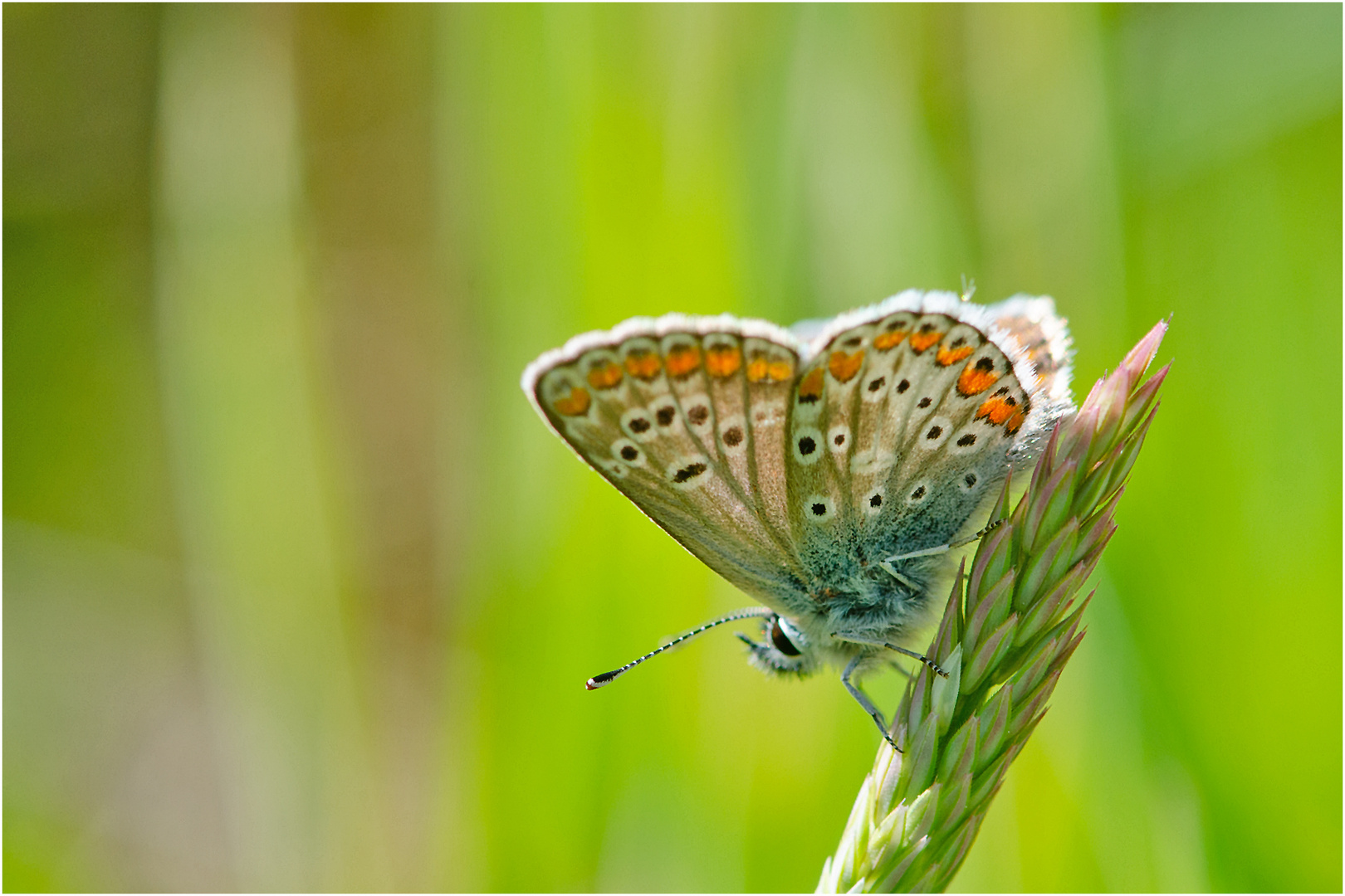 Reminizenz an den Sommer (1)