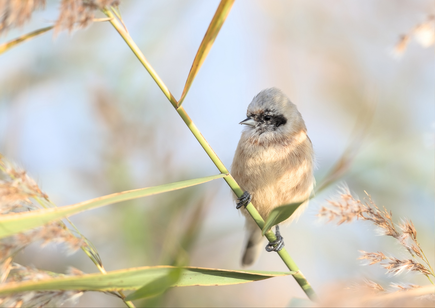 remiz penduline