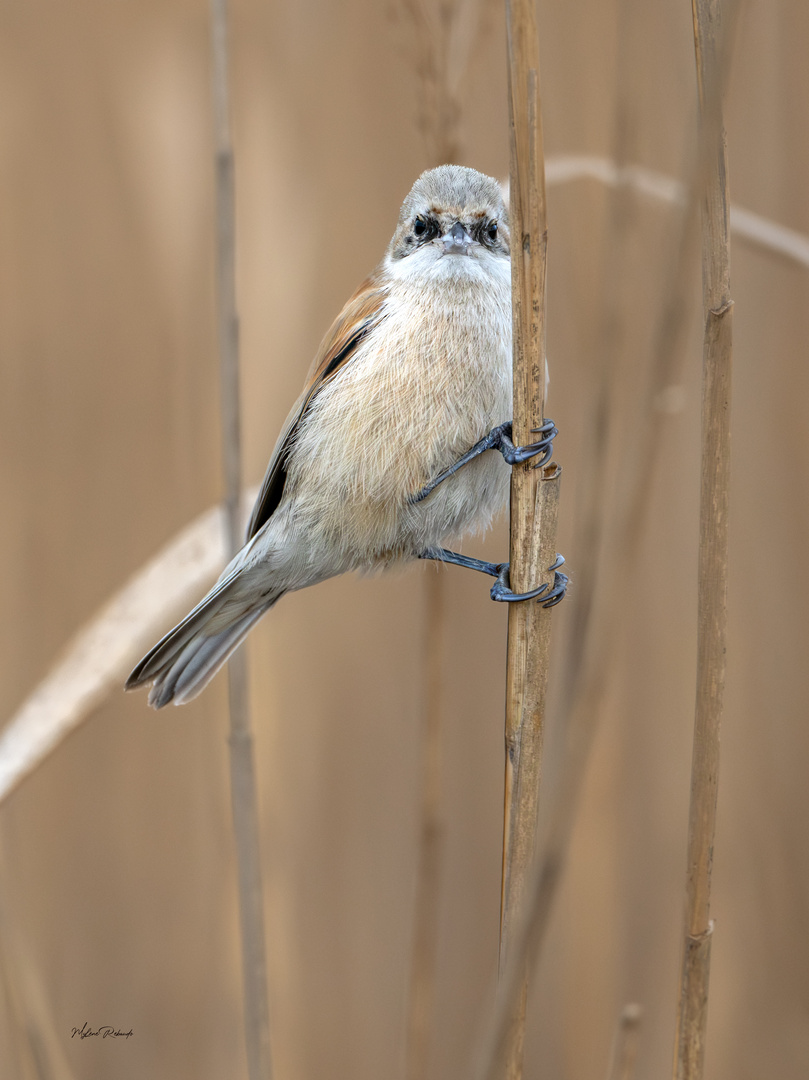 Rémiz penduline