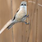 Rémiz penduline