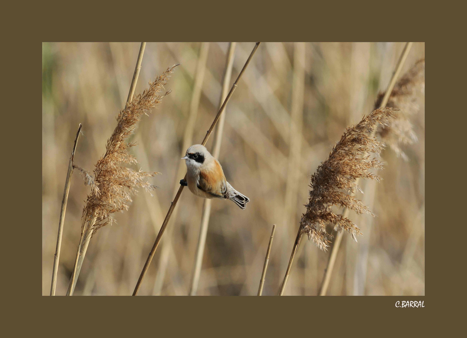 Rémiz Penduline