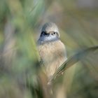 Rémiz penduline