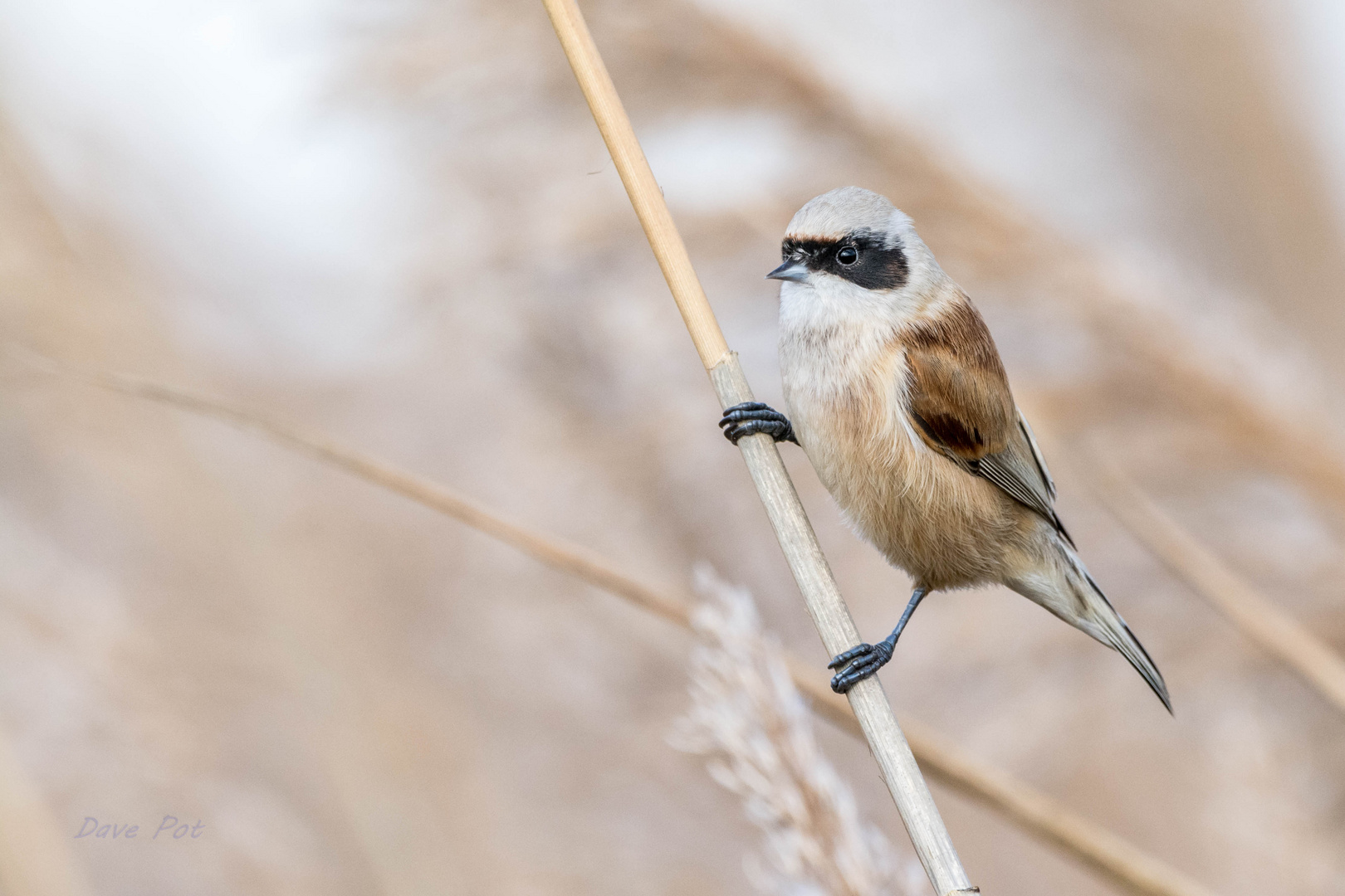 Rémiz penduline