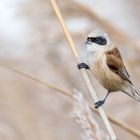 Rémiz penduline