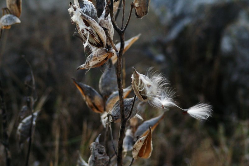 Remnants of summer - milkweed