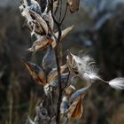 Remnants of summer - milkweed