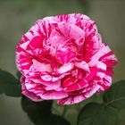 Remontantrose - Alte Rose - Ferdinand Pichard...