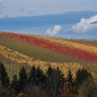 Remstal Weinberge