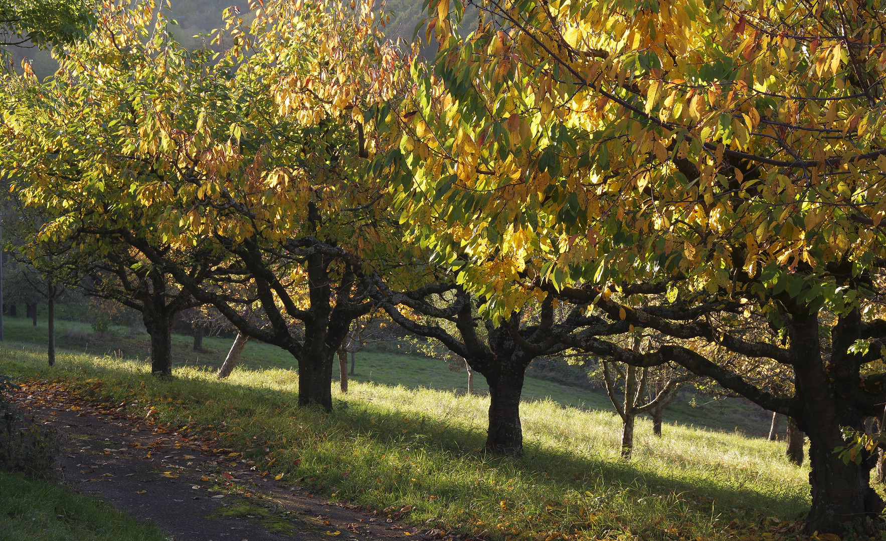 Remstaler Herbst 2016...7