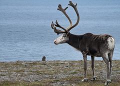 Ren am Nordkap