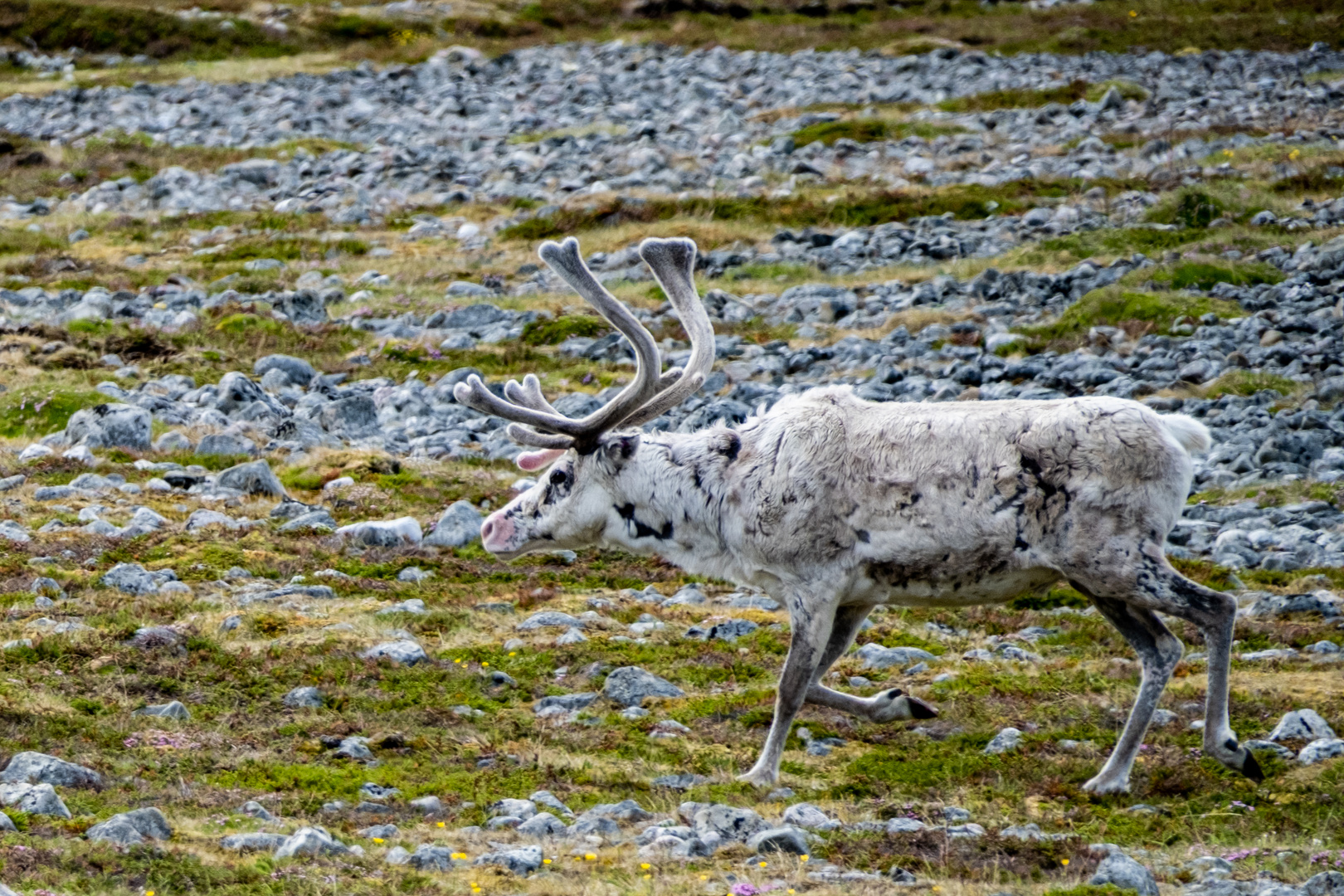 Ren Hamningberg Norwegen