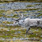 Ren Hamningberg Norwegen