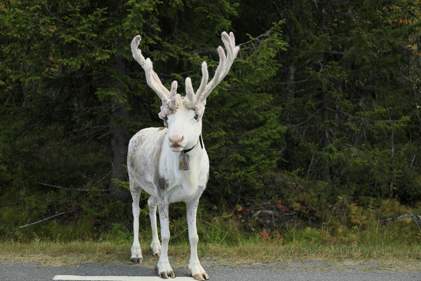 Ren (Rangifer tarandus) m