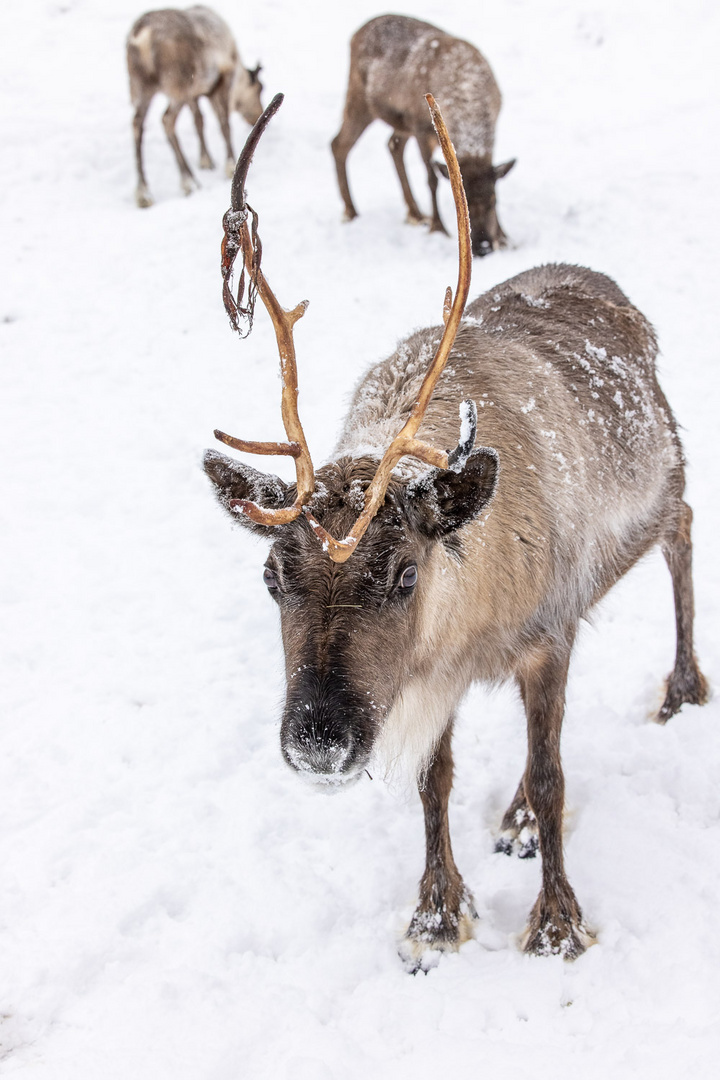 Ren - Rentier (Rangifer tarandus)