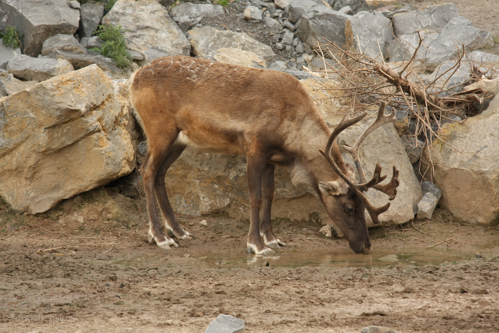 Ren - Zoo Hannover