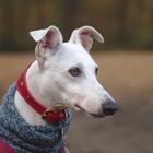 Rena heute im Wald