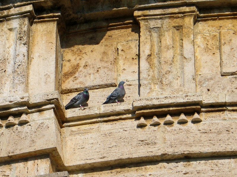 Renaissance Birds