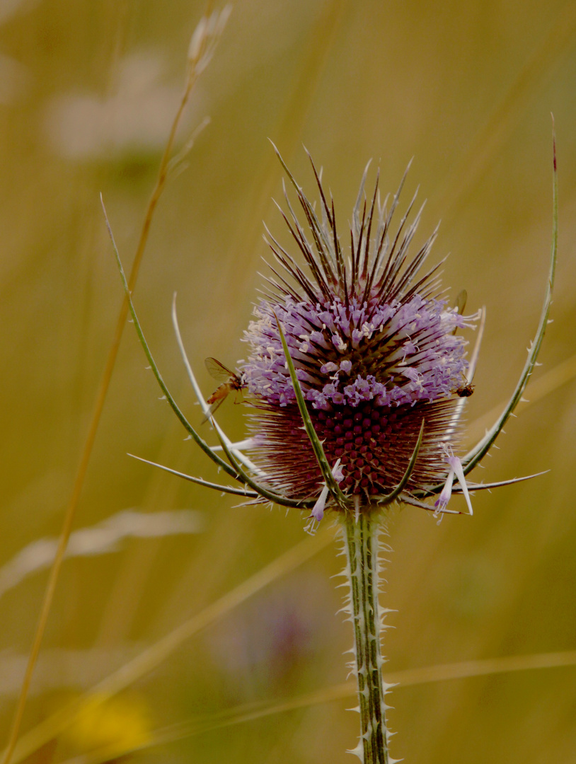 renaissance d'une fleur de chardon