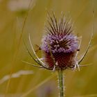 renaissance d'une fleur de chardon