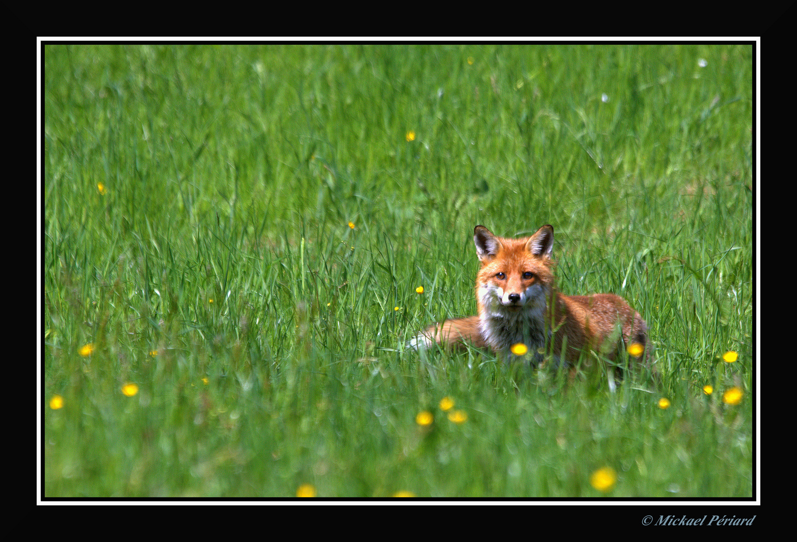 renard ( 1 )