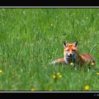 renard ( 1 )