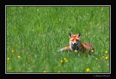 renard ( 1 )