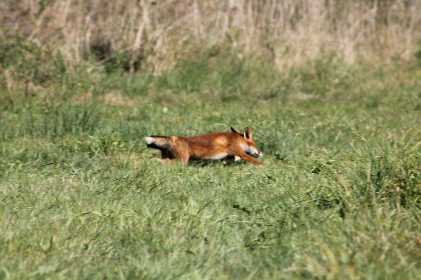 renard