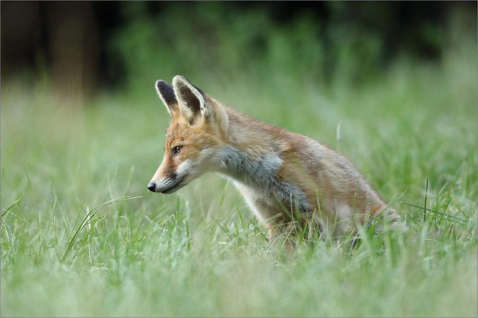 Renard