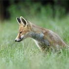 Renard