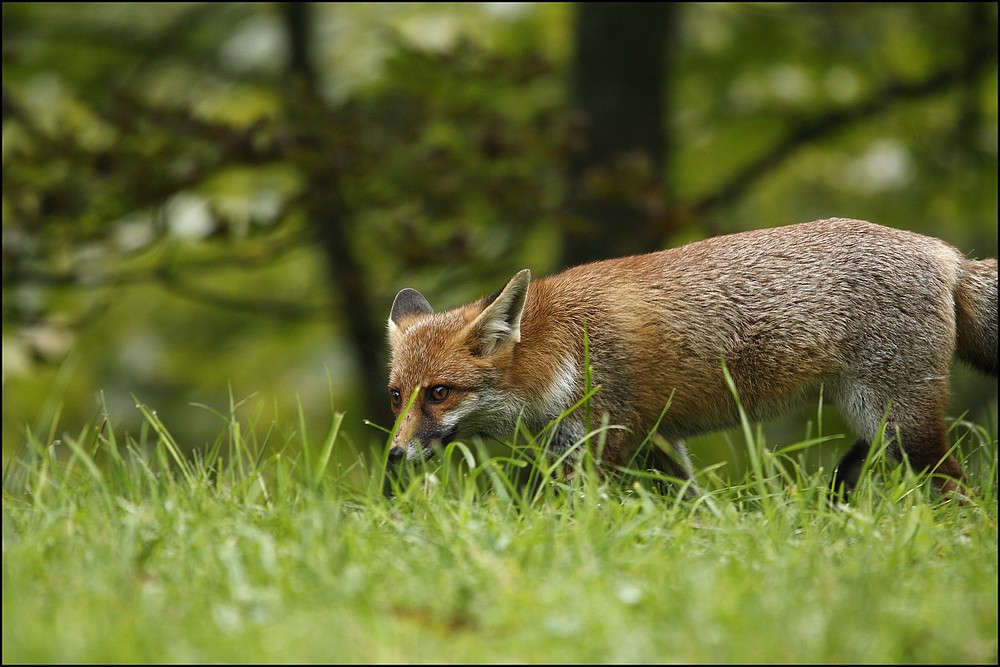 Renard