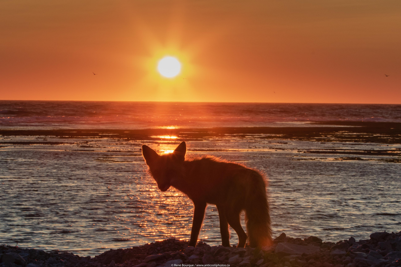 Renard à contre jour au couchant, Anticosti 30 juillet 2018