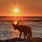 Renard à contre jour au couchant, Anticosti 30 juillet 2018