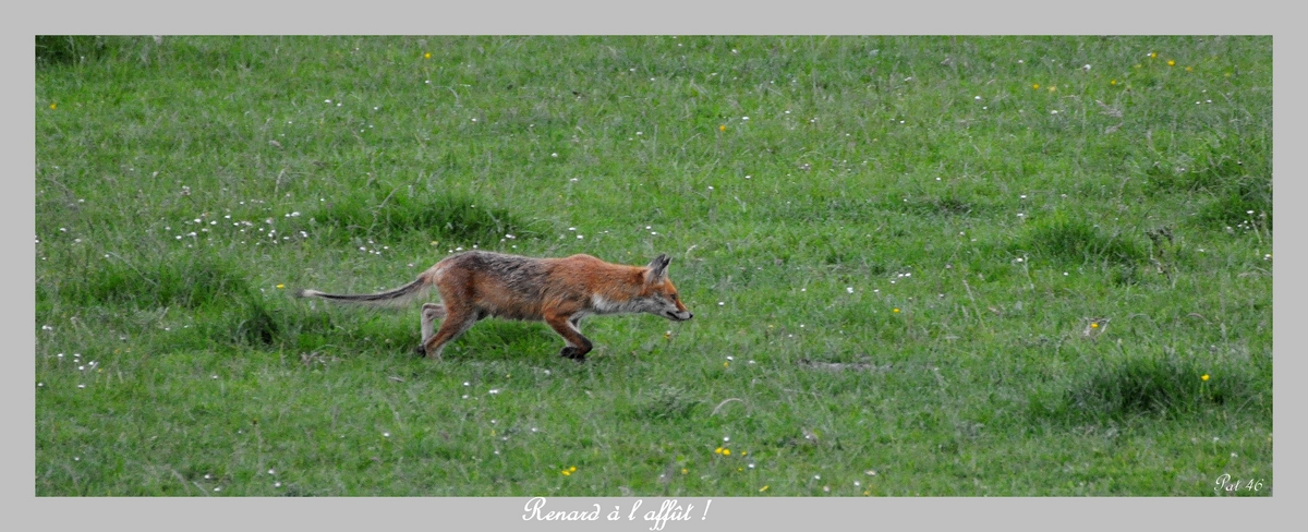 Renard à l affût !