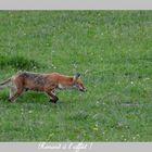 Renard à l affût !