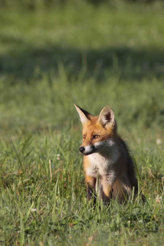 renard a l'affut