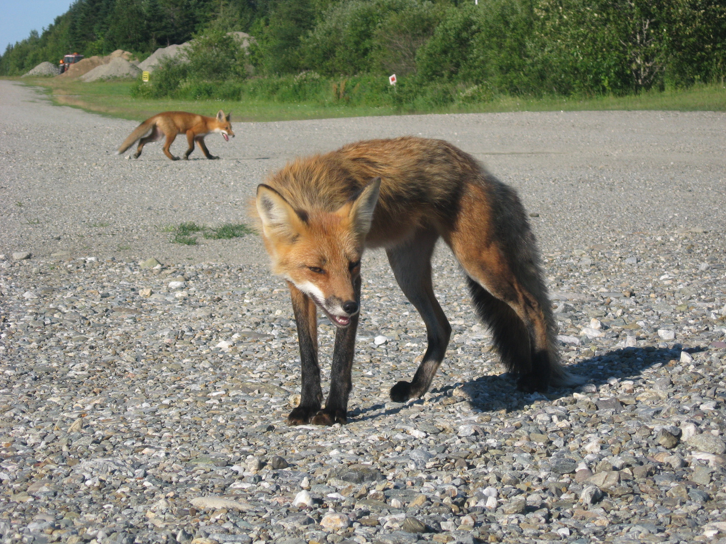 renard à l'affut (de saucisse)