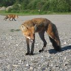 renard à l'affut (de saucisse)