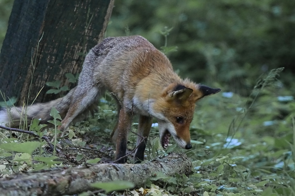 Renard affamé