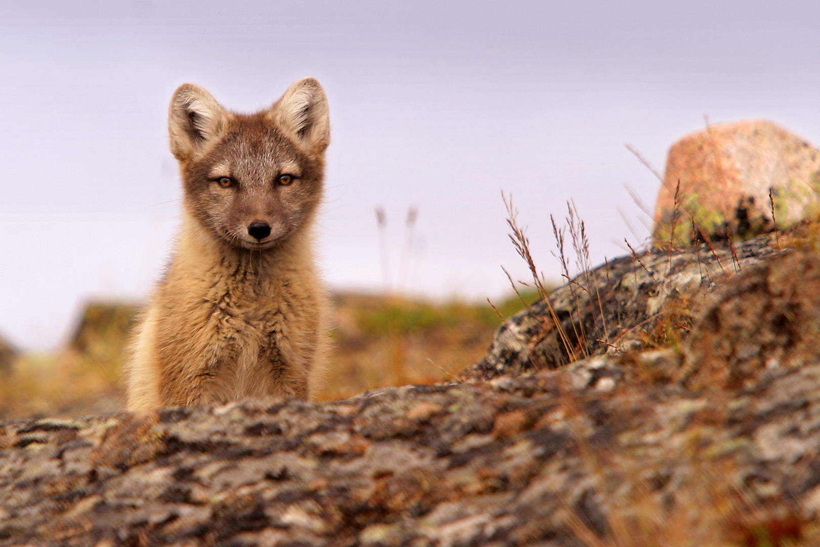 Renard arctique en promenade dans la toundra