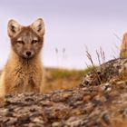 Renard arctique en promenade dans la toundra