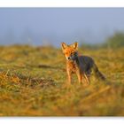 Renard au levé du soleil