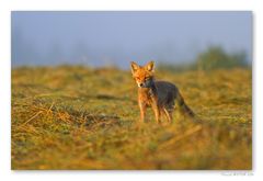 Renard au levé du soleil