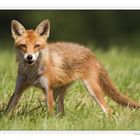 renard