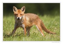 renard