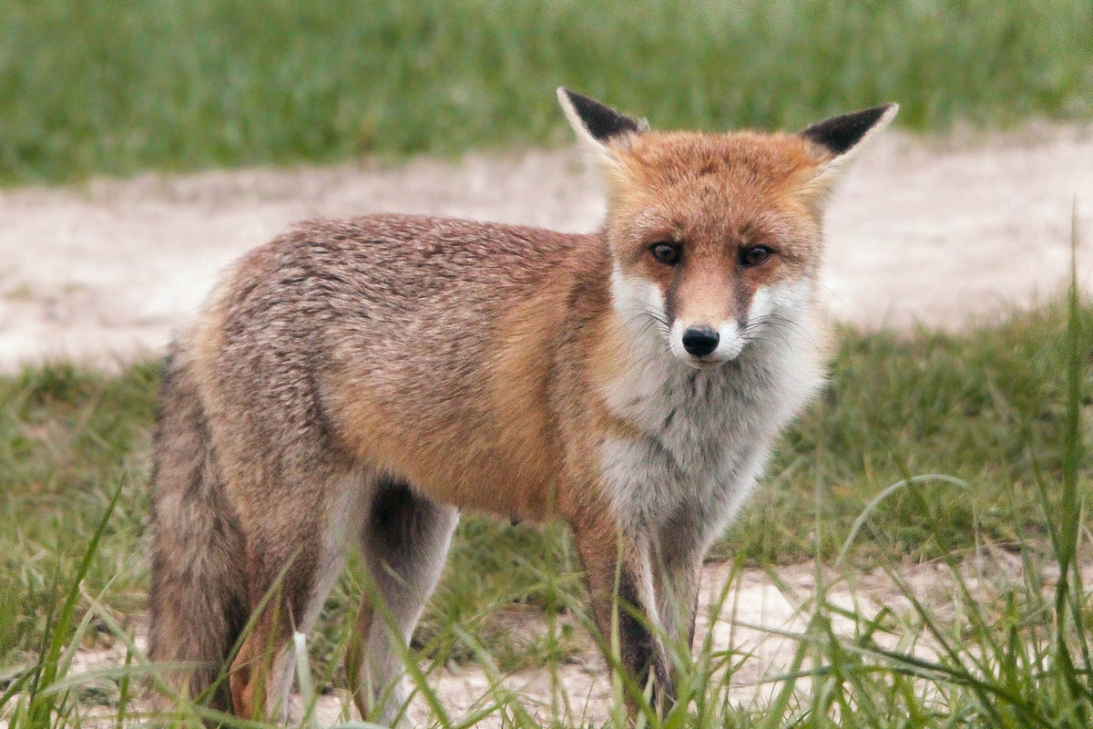 Renard 