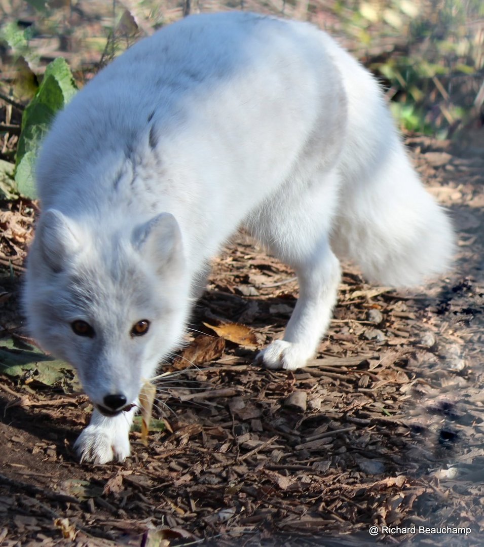 Renard Blanc Photo Et Image Animaux Nature Images Fotocommunity Renard Blanc Photo Et Image Animaux Nature Images Fotocommunity