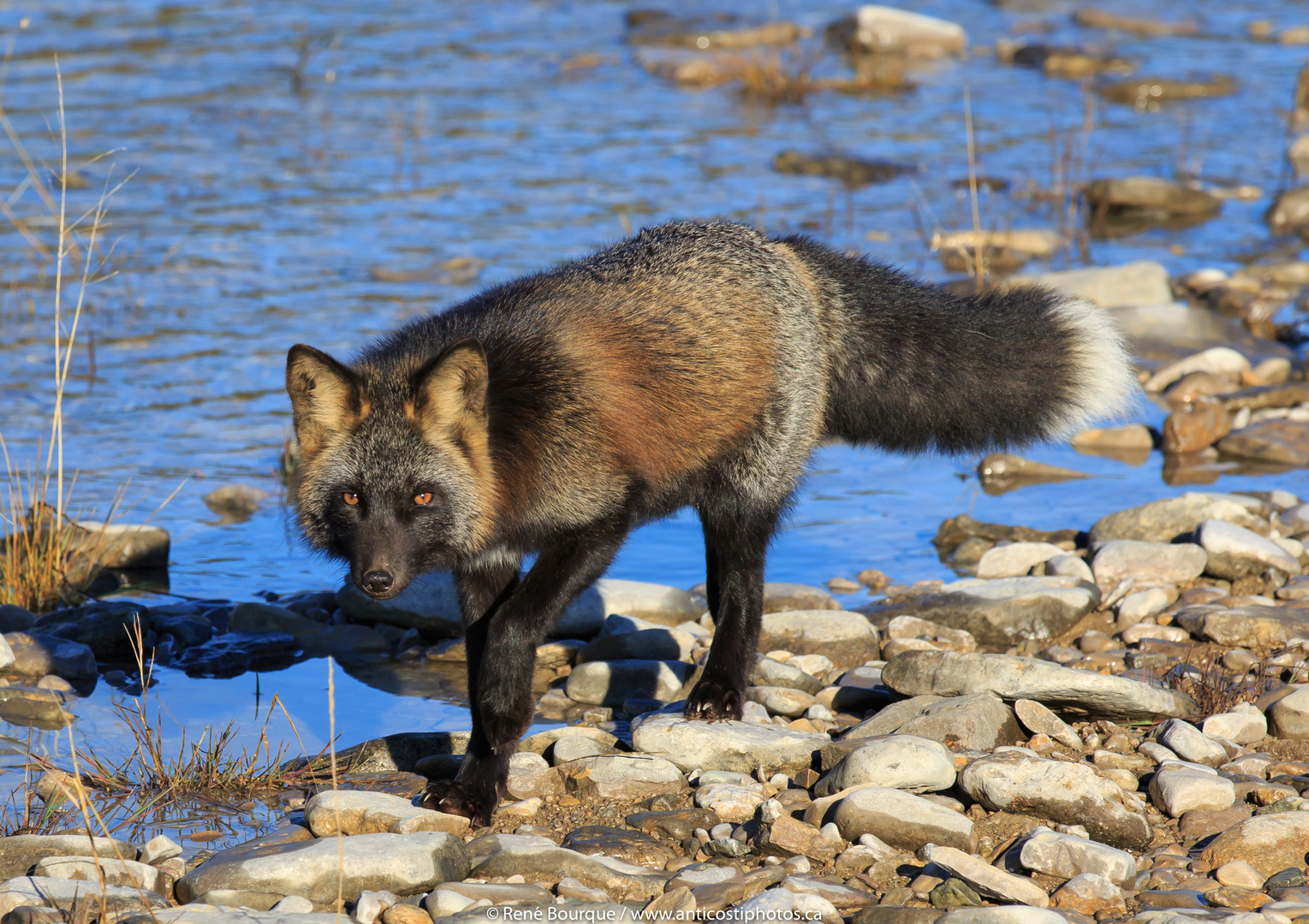 Renard croisé de l'île Anticosti photo et image animaux, animaux