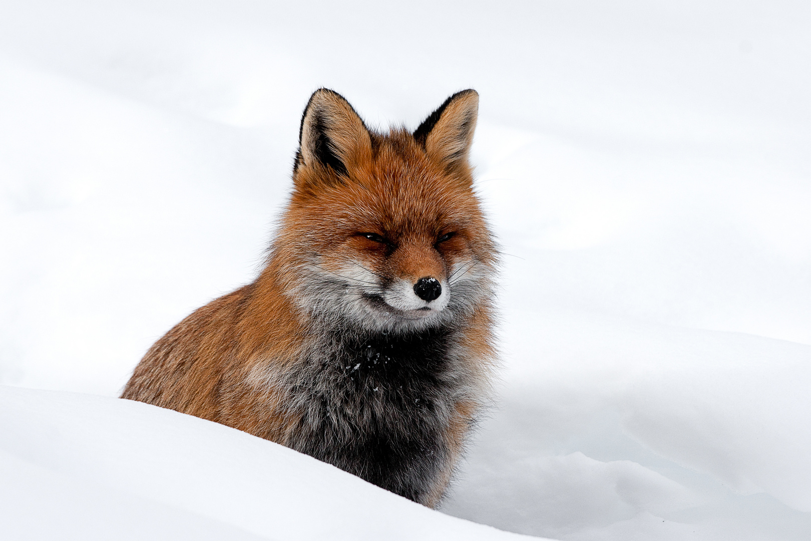 Renard dans la neige.